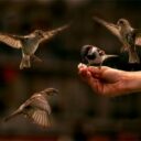 What does it mean to consider the birds?