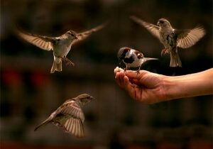 Sparrows on a human hand